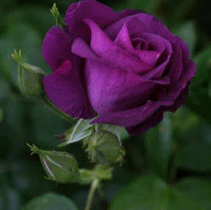 Meet your Posher, Caligirl916